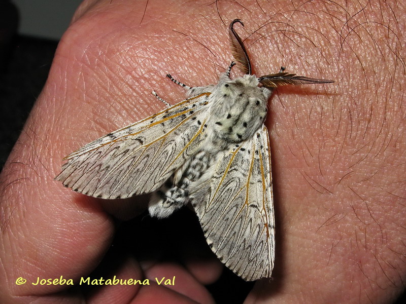 Cerura (Cerura) iberica - Notodontidae